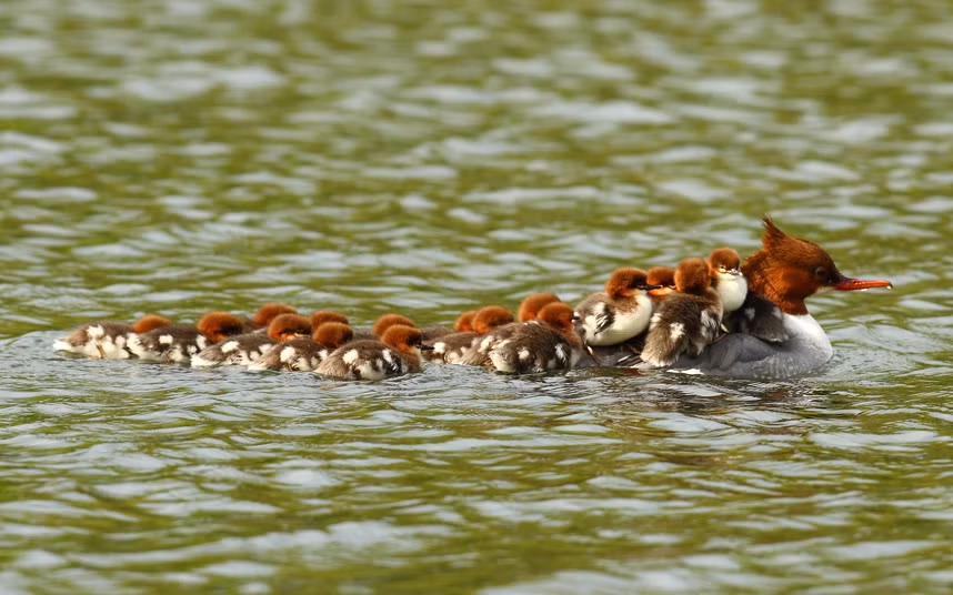 Đàn vịt cát con bơi theo mẹ của chúng trên hồ nước trong công viên Queens ở Heywood, Anh.