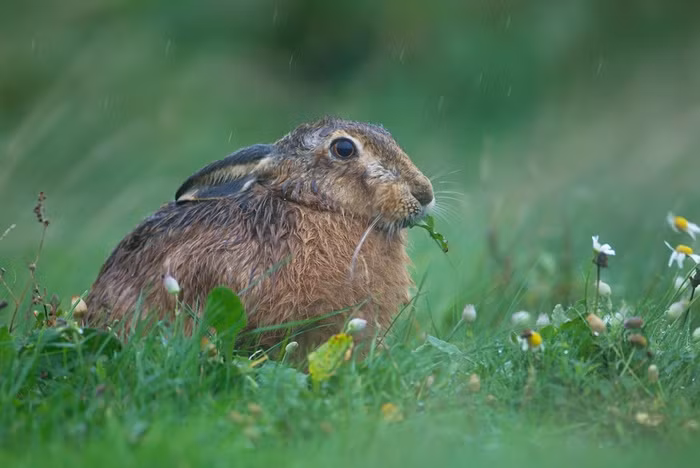 Thỏ nâu ngồi dưới trời mưa lớn trên cánh đồng ở Suffolk, Anh.