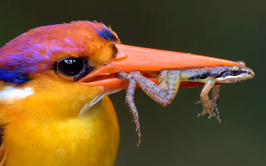 Cận cảnh chim bói cá ăn thịt ếch con ở Maharashtra, Ấn Độ.