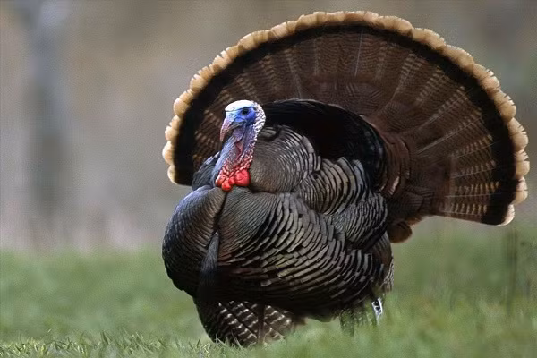 Gà tây hoang dã có thể bay với tốc độ 88,5km/giờ, nhưng hầu hết thời gian chúng thích ở trên mặt đất.