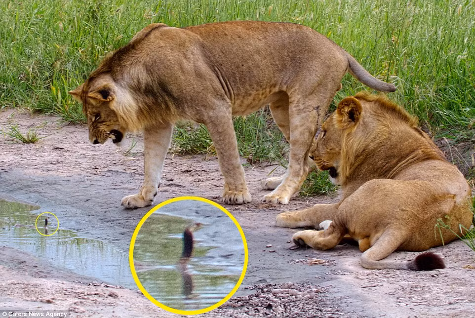  Rắn hổ mang con đối mặt với hai con sư tử mới trưởng thành trong khu bảo tồn thiên nhiên Savuti ở Botswana.