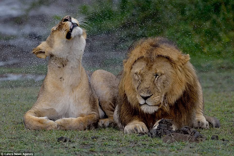 Sau khi bị dính nước bắn ra từ sư tử đực, con cái cũng lắc mình hất nước sang bạn tình của nó.