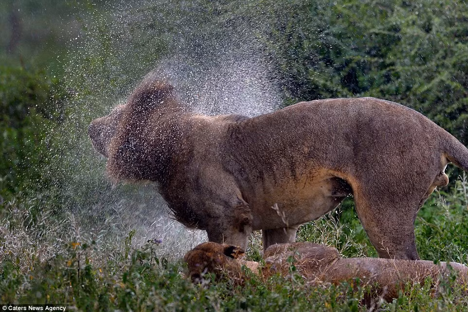 Trong khi sư tử cái nằm yên để hong khô bộ lông ướt, con đực lắc mạnh cơ thể để rũ nước nhanh hơn.