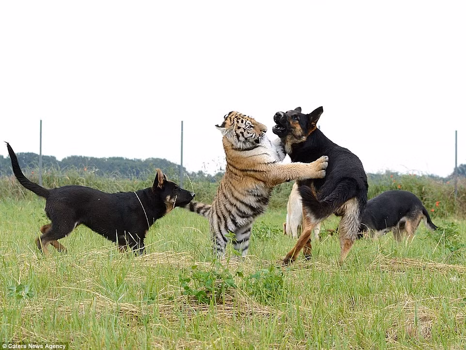 Những con chó và hổ thường xuyên chơi trò đánh nhau, nhưng không bao giờ gây thương tích cho nhau.