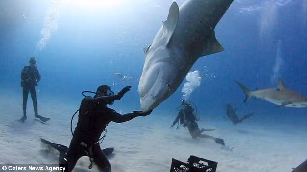 Thợ lặn 44 tuổi được cho là người đầu tiên có thể điều khiển được cá mập hổ trong môi trường hoang dã.