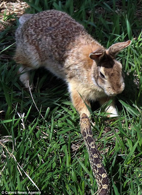 Trong những lần tấn công tiếp theo, con thỏ đã chủ động nhảy để né đòn từ đối thủ.
