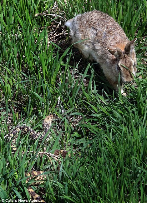 Con rắn liên tục thu mình lại để tung ra đòn tấn công tiếp theo như không thể hạ gục con thỏ.