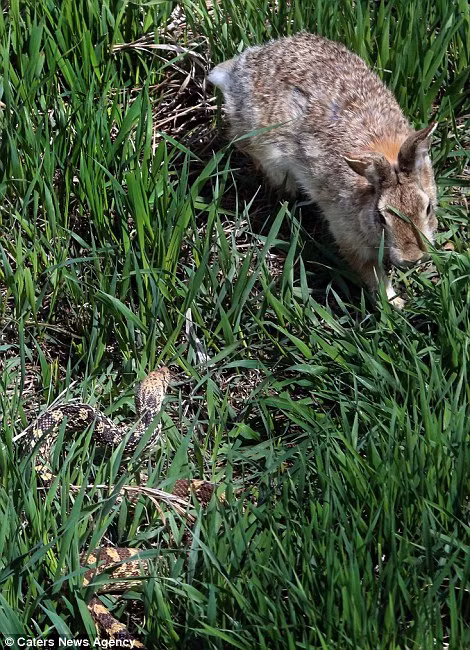 Con rắn liên tục thu mình lại để tung ra đòn tấn công tiếp theo như không thể hạ gục con thỏ.