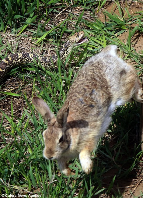 Con thỏ nhảy vòng quanh để né đòn khi bị rắn tấn công.