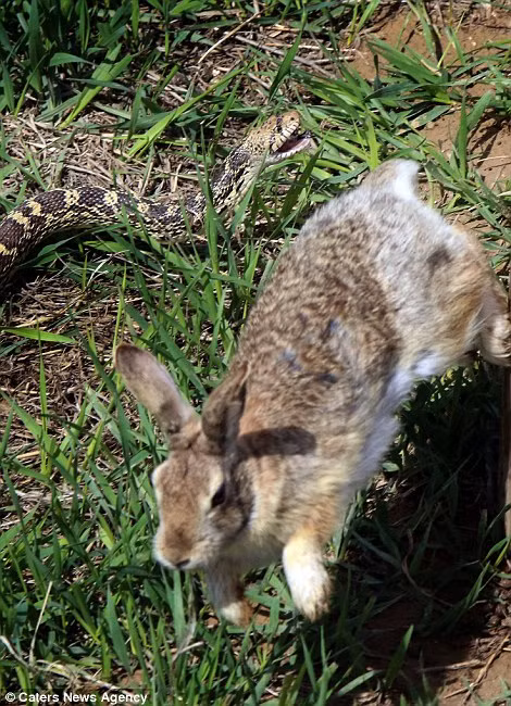 Con thỏ nhảy vòng quanh để né đòn khi bị rắn tấn công.