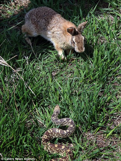 Trong cuộc đối đầu với con thỏ tại công viên động vật hoang dã Colorado, ý nghĩ đầu tiên của rắn trâu là lao vào tấn công con mồi lớn gấp đôi nó.