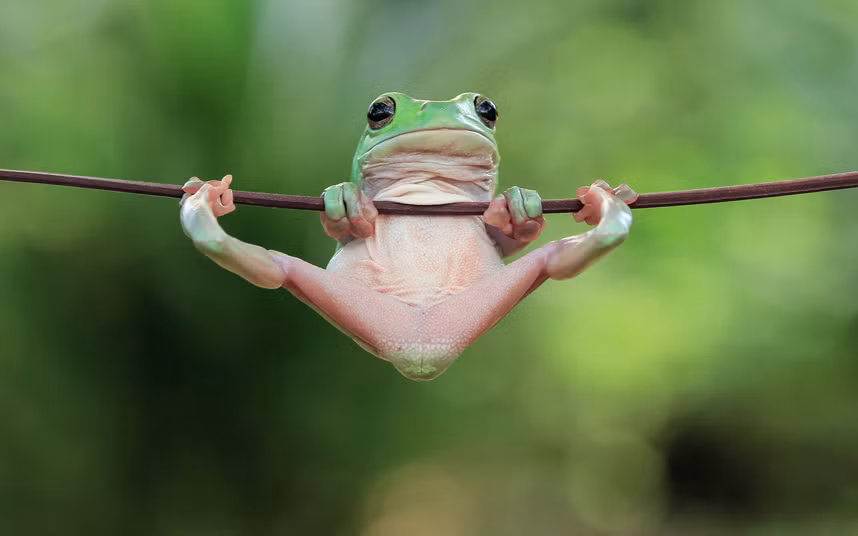 Ếch xanh dường như đang đu xà đơn khi nó cố bám vào một cành cây. Cảnh tượng được nhiếp ảnh gia Tanto Yensen ghi lại ở Jakarta, Indonesia.