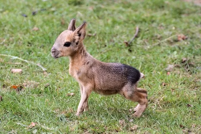 Chuột lang Patagon là loài động vật lai giữa hươu và thỏ. Chúng sống chung thủy một vợ một chồng tại các khu rừng ở Argentina.