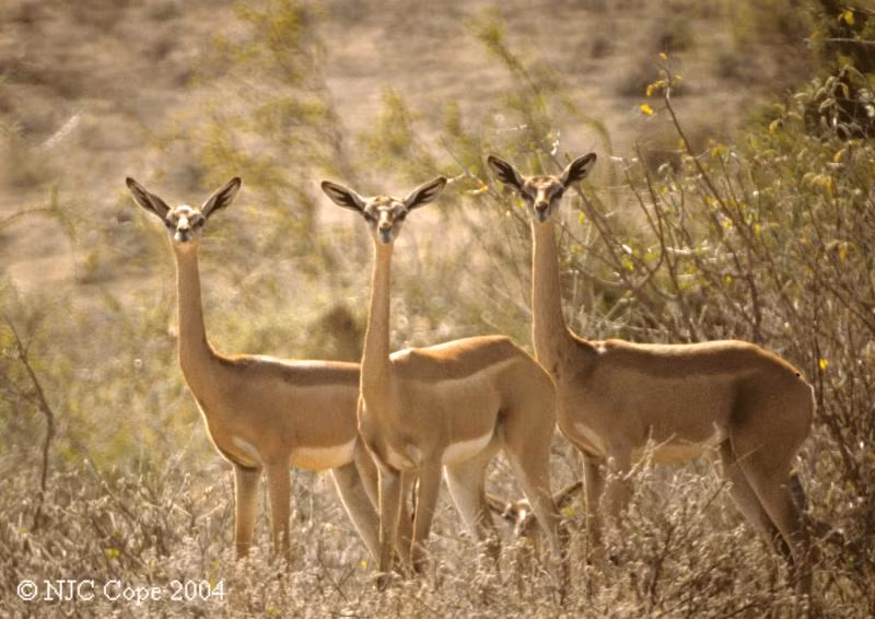 Linh dương Gerenuk rất dễ nhận biết với chiếc cổ dài như hươu cao cổ, giúp chúng có thể ăn lá ở những cây cao. Loài động vật này sống ở Somali, Ethiopia, Kenya và Tanzania.