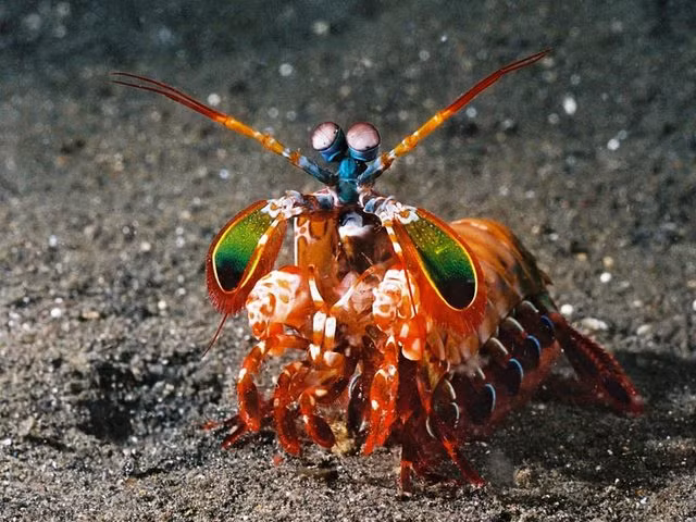 Tôm bọ ngựa nổi bật với màu sắc rực rỡ. Chúng là loài chuyên đào hang các lỗ hình chữ U trong chất nền mềm ở gần rạn san hô ở vùng nước nông.