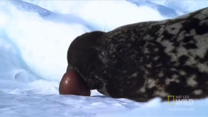 Chó biển lớn đực có những túi khí trên đầu có thể phồng lên như những quả bóng màu đỏ khi chúng tức giận.