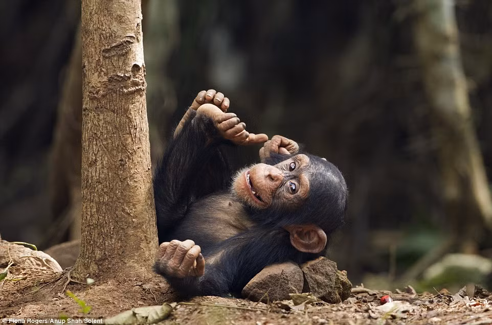 Tinh tinh nhỏ một mình chơi cạnh gốc cây.