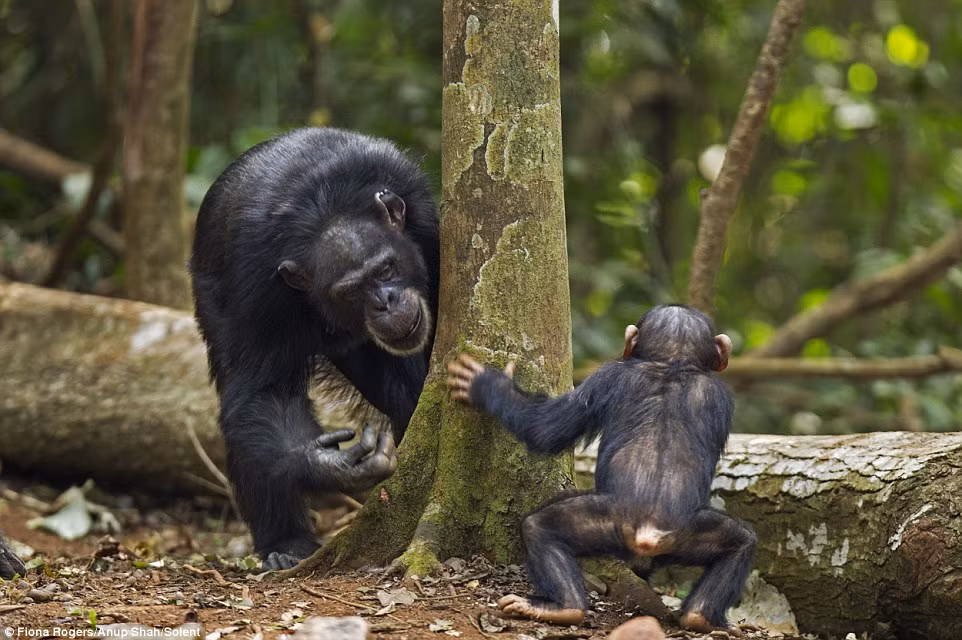  Tinh tinh con Flanle chơi trốn tìm với một thành viên trưởng thành trong đàn của nó.