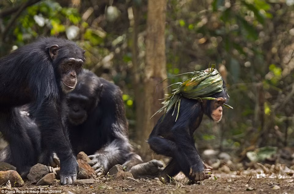 Flanle dường như dỗi bỏ đi sau khi không được các thành viên khác chơi cùng.