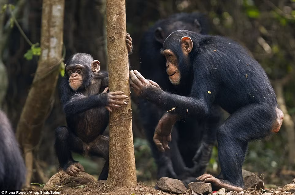 Con tinh tinh trưởng thành kiên trì chơi với Flanle đang nấp sau một thân cây.