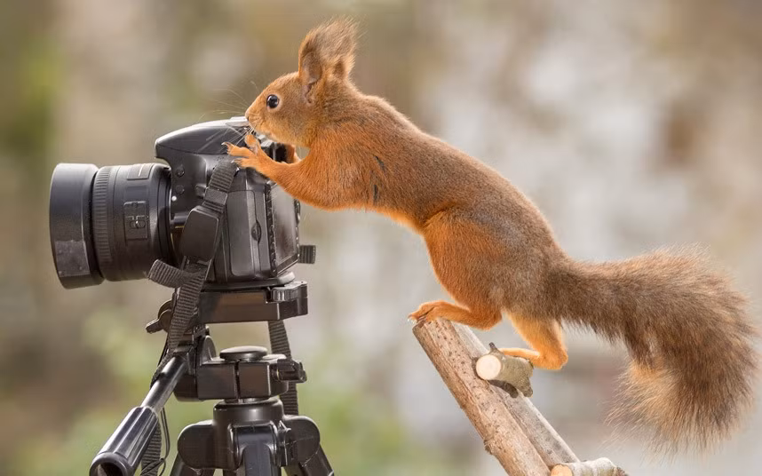 Sóc nhỏ tò mò nghịch máy ảnh trong vườn nhà của nhiếp ảnh gia Geert Weggen ở Bispgarden, Thụy Điển.