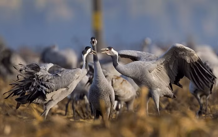 Đàn sếu kiếm ăn trên cánh đồng gần ngôi làng Navaselle, Belarus.