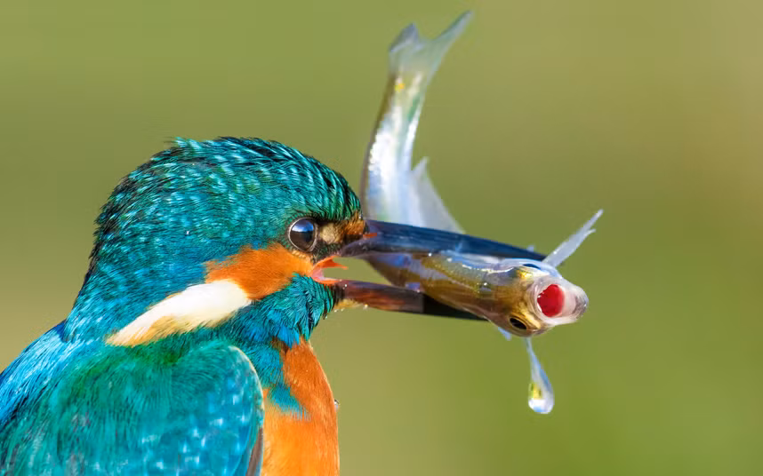 Chim bói cá săn mồi tại một hồ nước cạnh ngôi làng Palovec, Croatia.