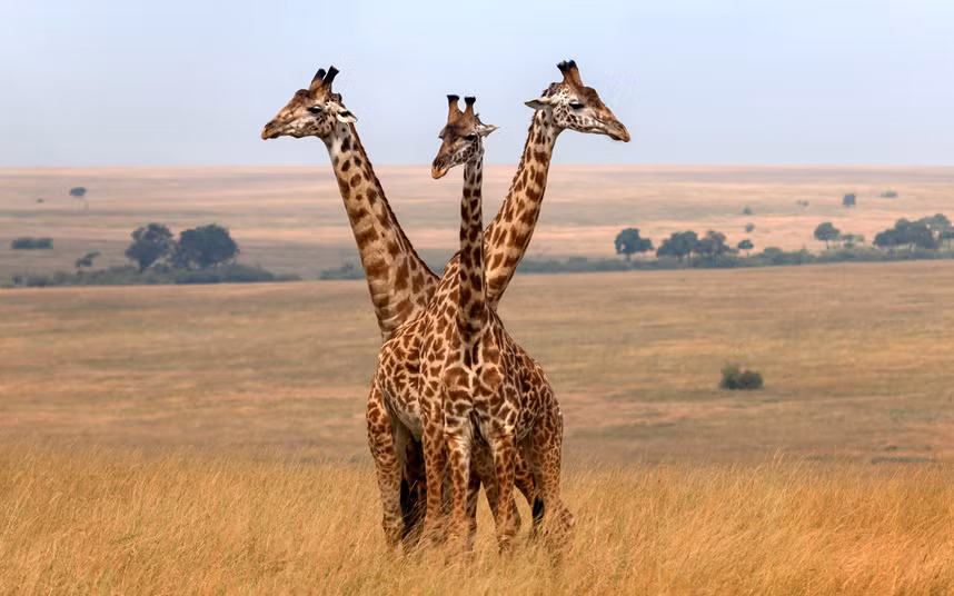 Ba con hươu cao cổ đứng chụm lại trông như một con hươu ba đầu tại vườn quốc gia Masai Mara, Kenya.