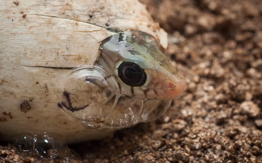 Rắn chuột con từ từ chui ra khỏi trứng ở Kolkata, Ấn Độ.