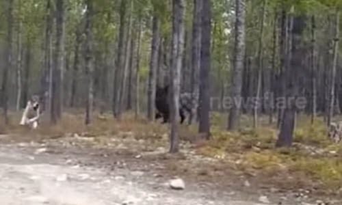 Hai hung soi hoang tan cong cho nha