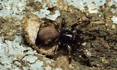 Kinh hoang chang trai dua gion voi nhen doc khong lo