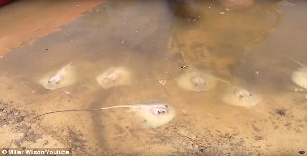 Trong khoảng thời gian ngắn sau đó, 10 con cá đuối nhỏ khác cũng lần lượt chui ra khỏi bụng mẹ.