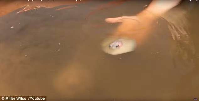 Lớp da bên ngoài của cá đuối con gần như trong suốt khi mới chào đời.