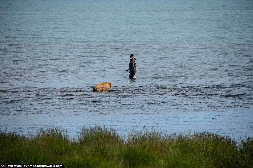 Nhưng con gấu sau đó bất ngờ tiến tới một người câu cá khiến người này phải bỏ chạy.