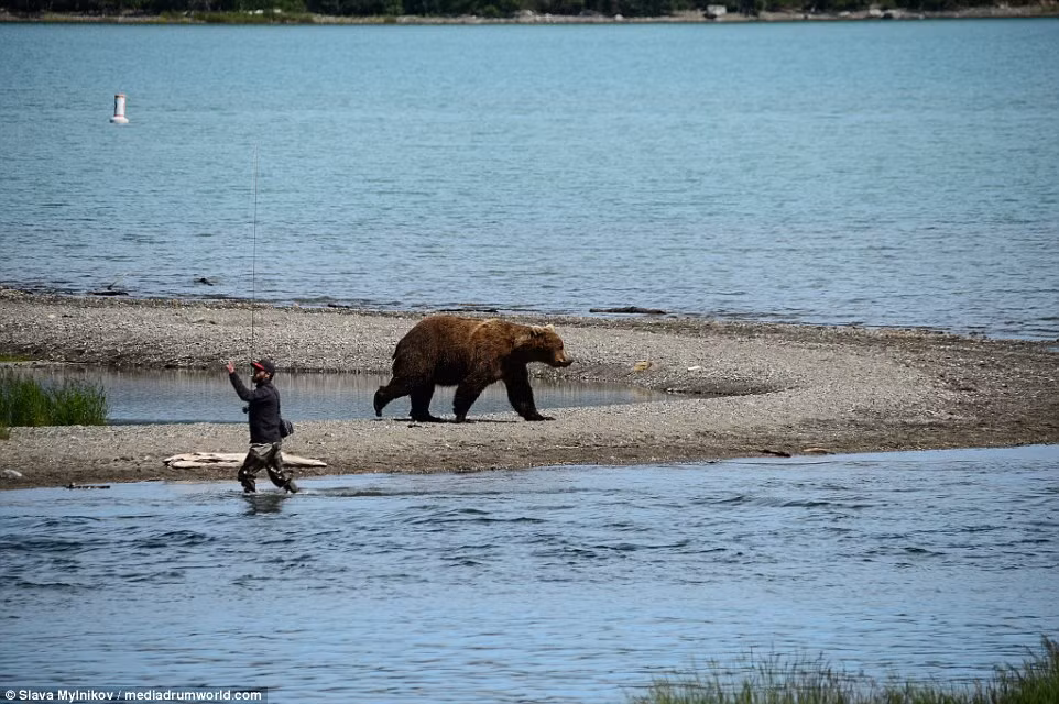 Một người đàn ông vẫn thản nhiên câu cá mà không hề để ý tới con gấu đang ở gần.