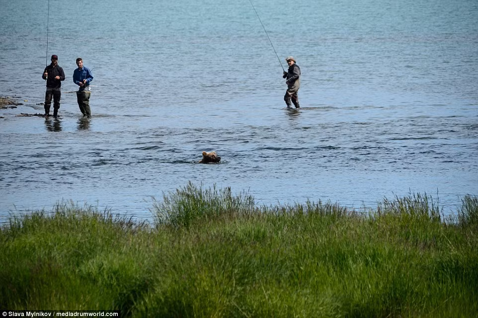 Những người câu cá không nghĩ con gấu sẽ bơi về phía họ…