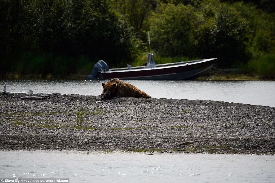Gấu nâu thường không tấn công con người, trừ phi họ mang theo thức ăn hay gây đe dọa tới con của chúng.