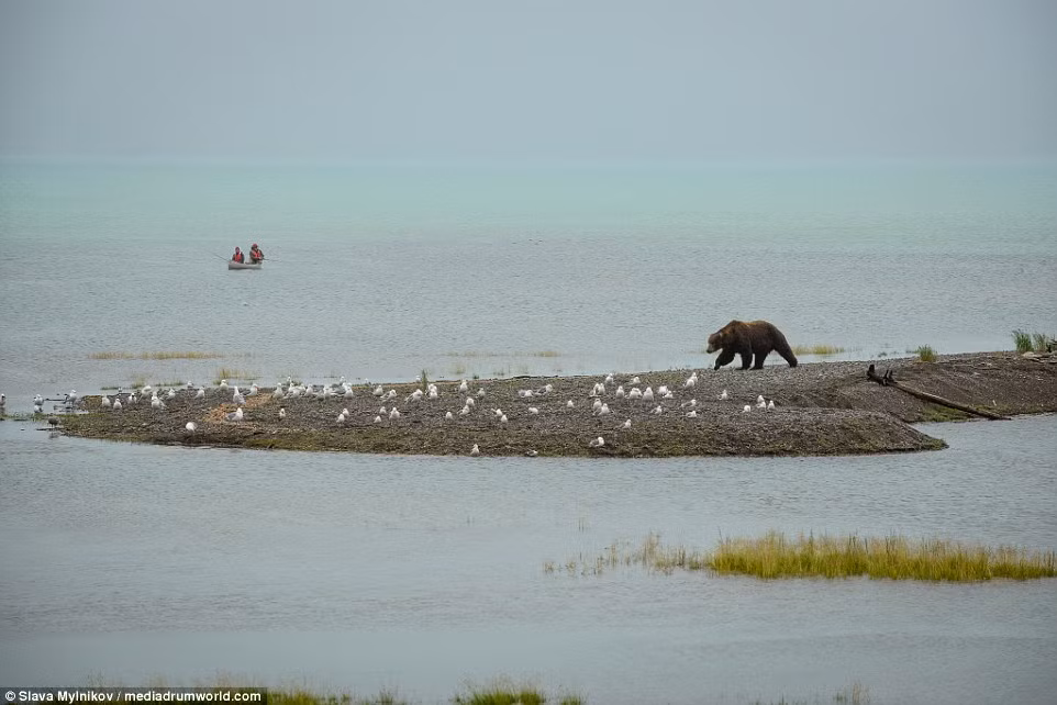 Vườn quốc gia Katmai là nơi sinh sống của hơn 2.000 con gấu nâu.