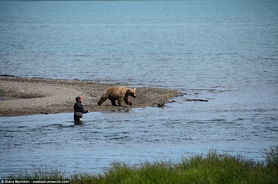 Loài gấu nâu tiến gần cách những người câu cá khoảng hơn 2m trong vườn quốc gia Katmai ở Alaska.
