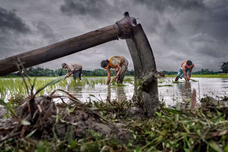 Một gia đình nông dân cấy lúa trên cánh đồng ở Chilkirhaat, Ấn Độ. Ảnh: Sujan Sarkar