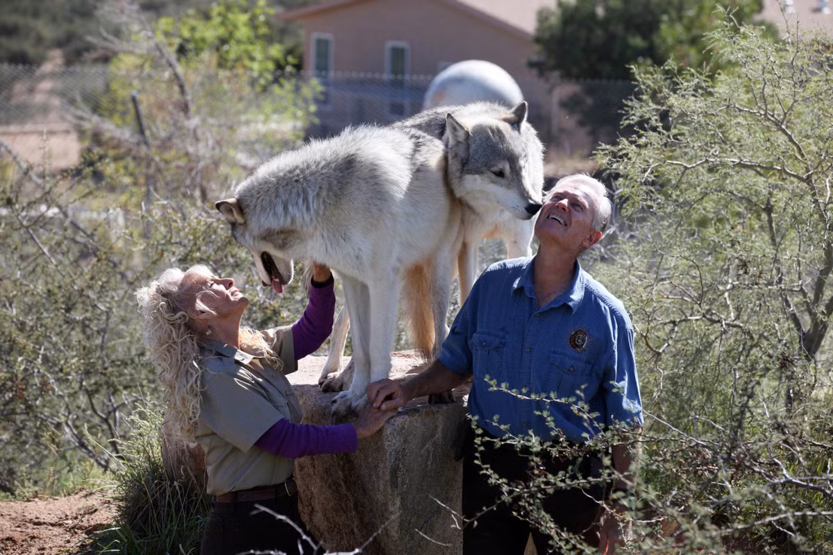 Các nhân viên phải huấn luyện kỹ năng săn mồi cho những loài thú dữ như hổ và sói.