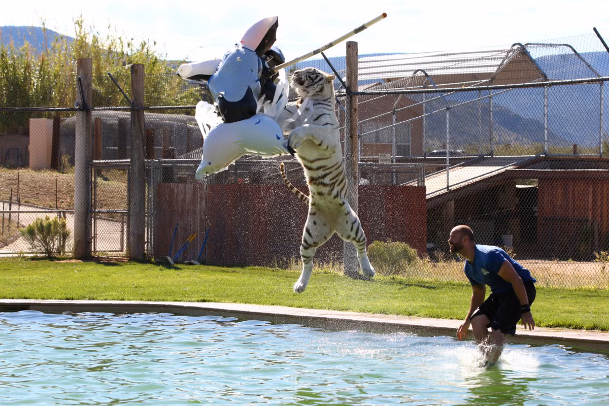 Một con hổ trắng lao khỏi mặt đất để bắt mồi giả.