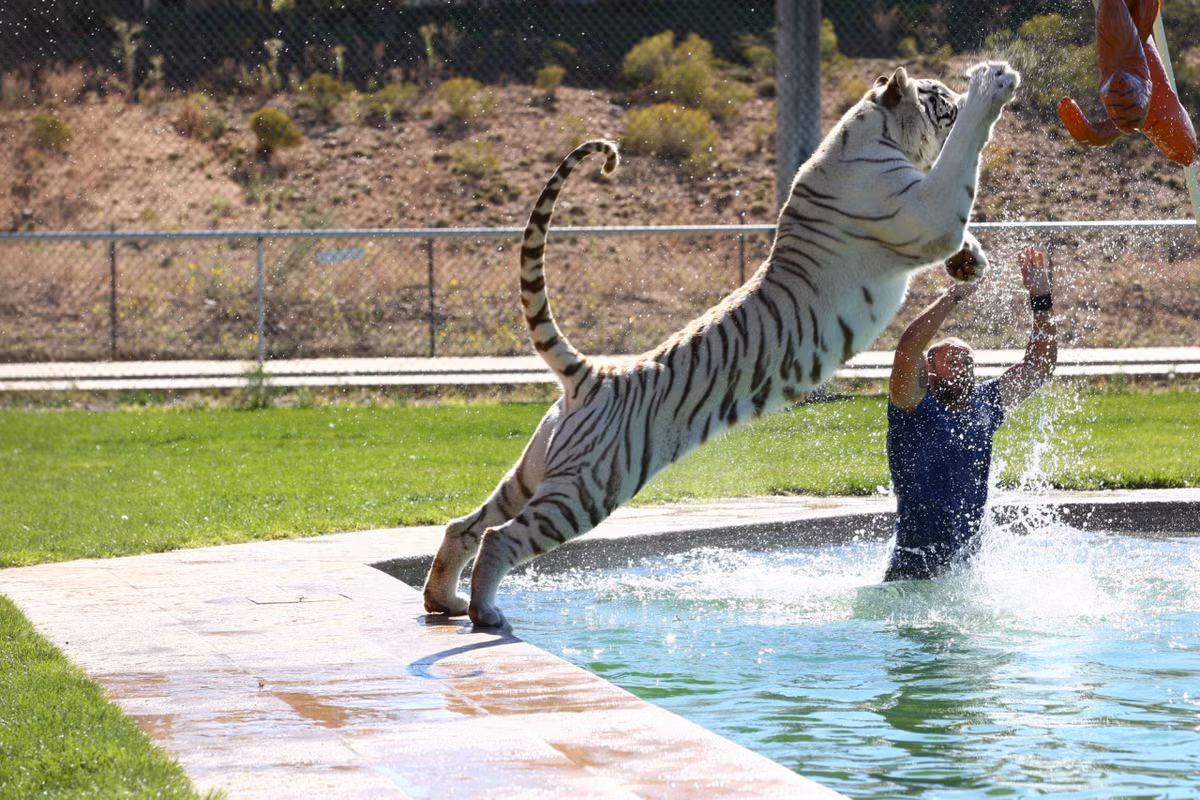 Nhân viên huấn luyện hổ săn mồi bằng các kỹ năng tại bể bơi trong công viên động vật hoang dã Out of Africa.