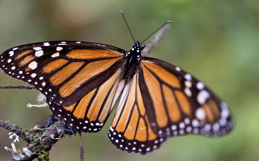 Một con bướm chúa đậu trong rừng thông ở Temascaltepec, Mexico.