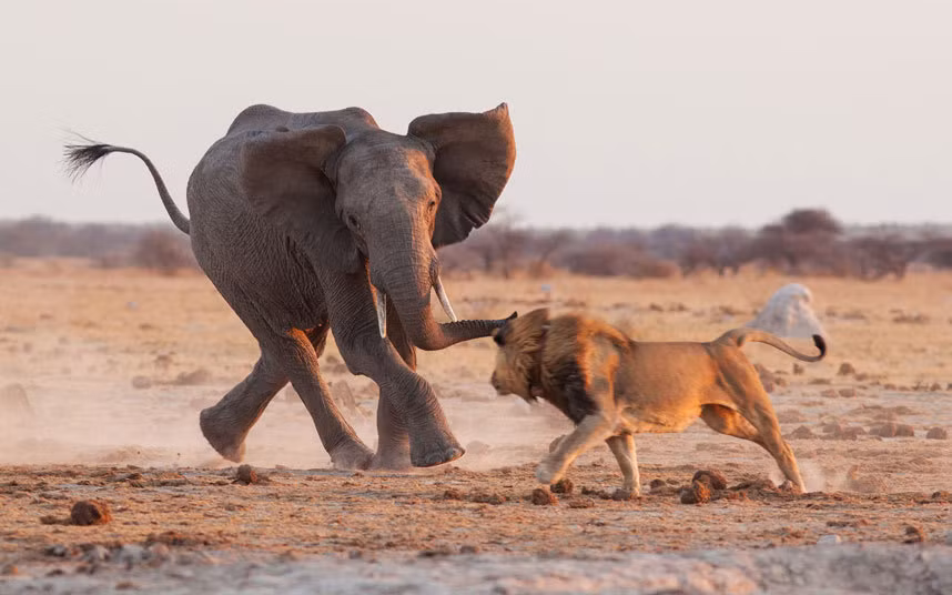 Sư tử đực chạy té khói khi bị voi đuổi khỏi một vũng nước trong vườn quốc gia Nxai Pan, Botswana.