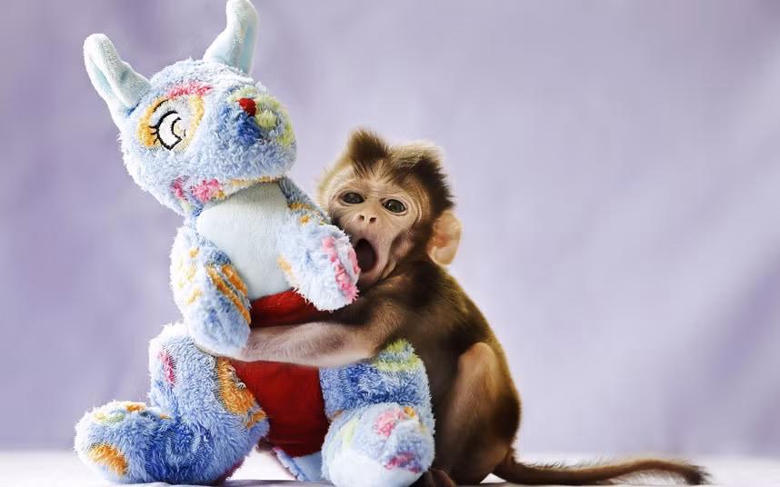 Khỉ nâu đáng yêu ôm thú bông trong vườn thú Darling Downs ở Queensland, Australia.