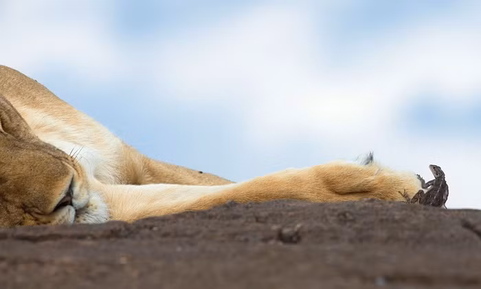 Một con thằn lằn đá cả gan tiếp cận sư tử đang nằm nghỉ trong vườn quốc gia Maasai Mara, Kenya.
