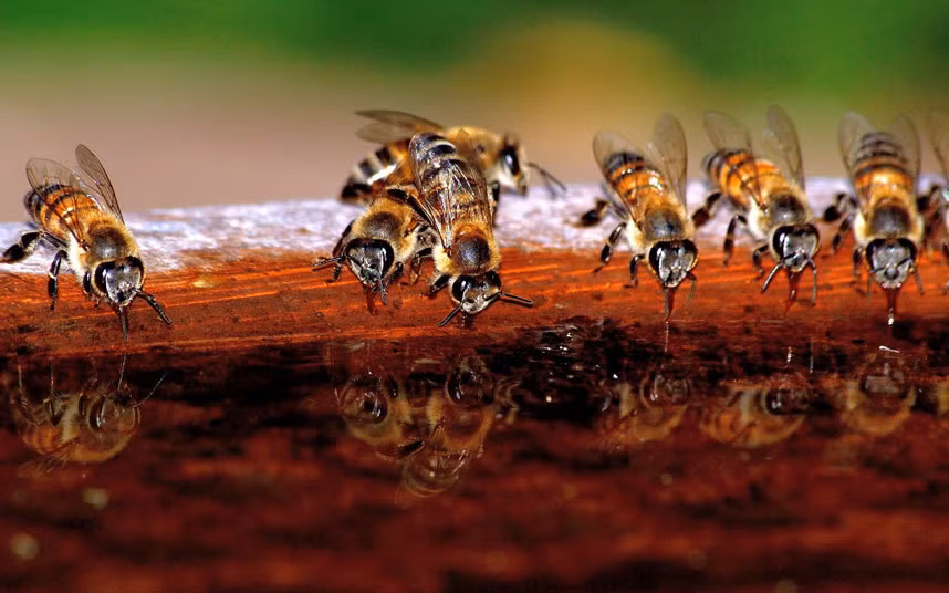 Những con ong uống nước sau vườn của một ngôi nhà ở thành phố Sun City, Nam Phi.