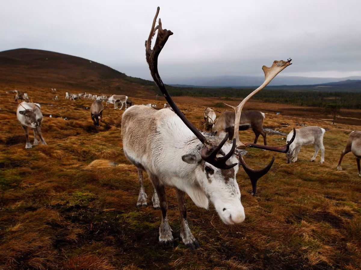 Môi trường sống của tuần lộc là những vùng lạnh giá với tuyết phủ quanh năm, biến đổi khí hậu khiến những vùng có điều kiện như vậy ngày càng thu hẹp. Ngoài ra, hiện tượng băng tuyết tan chảy tạo ra các dòng nước cô lập tuần lộc di chuyển và có thể cuốn trôi chúng.