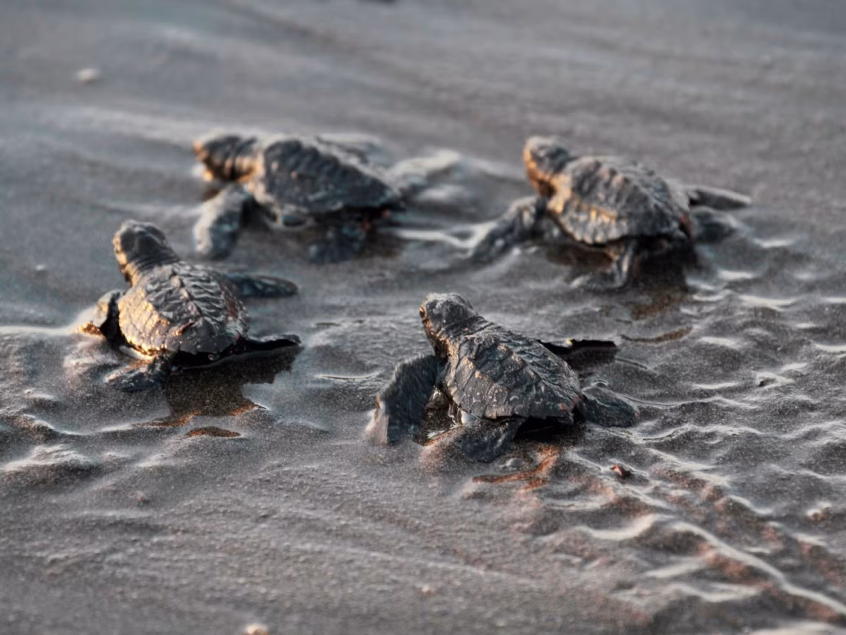 Rùa biển đang phải đối mặt với những đe dọa từ vấn đề khai thác thủy sản quá mức và rác thải, nên biến đổi khí hậu khiến chúng càng phải chịu nhiều sức ép. Nước biển dâng sẽ làm xói mòn nơi đẻ trứng của rùa, trong khi nhiệt độ tăng khiến tỷ lệ trứng nở giảm cũng như ảnh hưởng tới môi trường sống của chúng dưới biển.